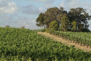 Cullen vineyards© Charmaine Grieger